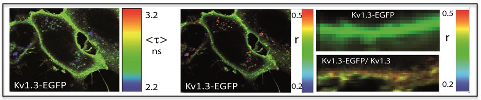 Kv13GFP